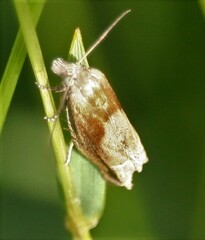 Eucosma conterminana