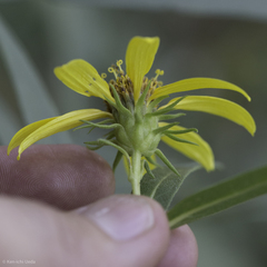 Helianthus californicus