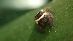 Carrhotus coronatus