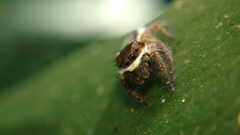 Carrhotus coronatus