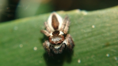 Carrhotus coronatus