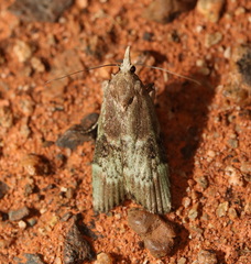 Heteromicta tripartitella