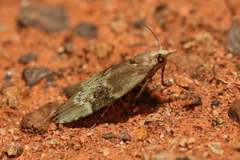 Heteromicta tripartitella