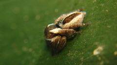 Carrhotus coronatus