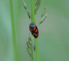 Cercopis vulnerata