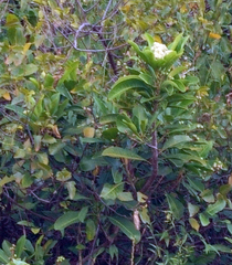 Buchanania arborescens
