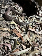 Acanthophis antarcticus
