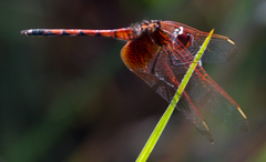 Trithemis monardi
