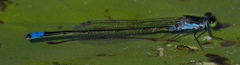 Pseudagrion deningi