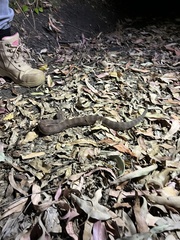 Acanthophis antarcticus