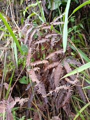 Gleicheniaceae