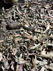 Acanthophis antarcticus