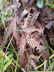 Gleicheniaceae