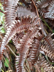 Gleicheniaceae
