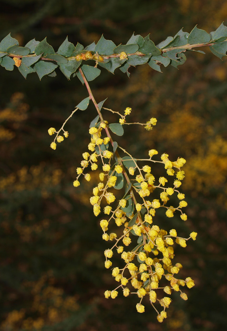 Acacia pravissima