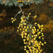 Acacia pravissima - Photo (c) Mike Lusk,  זכויות יוצרים חלקיות (CC BY-NC), uploaded by Mike Lusk