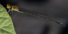Pseudagrion rufostigma