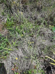 Aeschynomene montevidensis