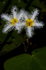 Nymphoides senegalensis
