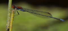 Pseudagrion rufostigma