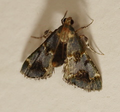 Arescoptera haplocala