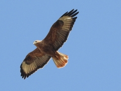 Buteo rufinus