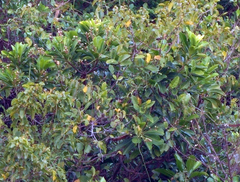 Buchanania arborescens