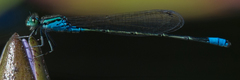 Pseudagrion coeleste