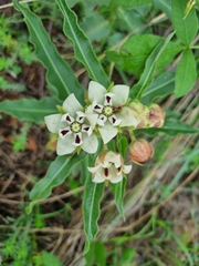 Pachycarpus schinzianus