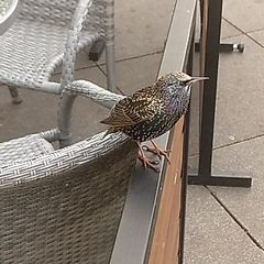 Sturnus vulgaris