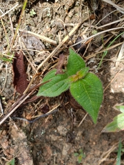 Miconia crenata