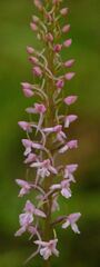 Gymnadenia