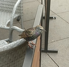 Sturnus vulgaris