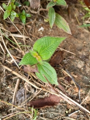 Miconia crenata