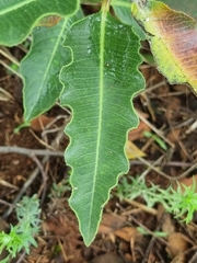 Pachycarpus schinzianus