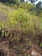 Varronia curassavica