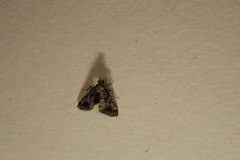 Arescoptera haplocala