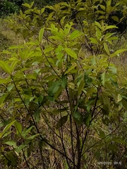 Varronia curassavica