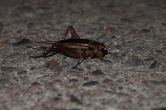 Teleogryllus