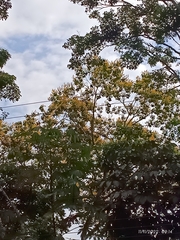 Handroanthus chrysanthus