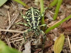 Chrysolopus spectabilis