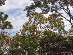Handroanthus chrysanthus