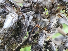 Ochrimnus lineoloides