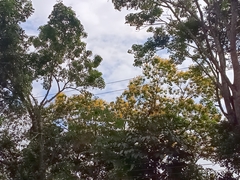 Handroanthus chrysanthus