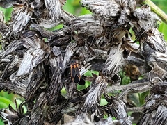 Ochrimnus lineoloides