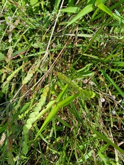 Baccharis trimera
