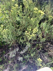 Leucadendron laxum