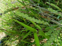 Baccharis trimera