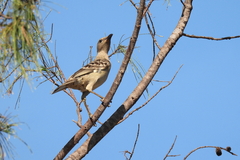Chlamydera nuchalis