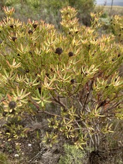 Leucadendron modestum